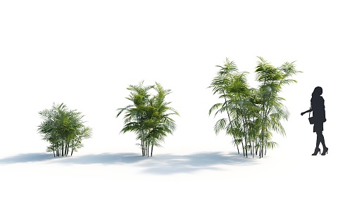 Modern Brown Bamboo Coconut Plant 3d model