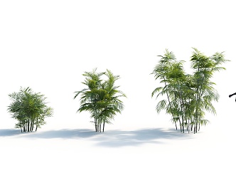 Modern Brown Bamboo Coconut Plant 3d model