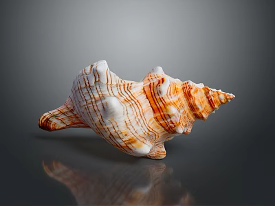 Orange And White Striped Conch Shell With Spiral Shape On Gray Background 3d model
