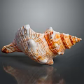 Orange And White Striped Conch Shell With Spiral Shape On Gray Background 3d model