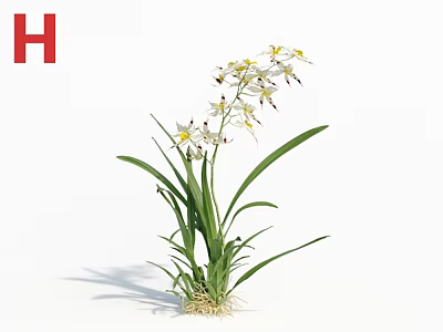 White flowering plant with green leaves and visible root system against white background 3d model