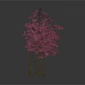 Three Slender Trees With Pink Flowers On White Background And Reflections