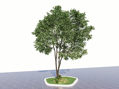 Lush Green Arbor with Brown Trunk and Leaves on Gray Pavement White Border and Grass 3d model