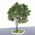 Lush Green Arbor with Brown Trunk and Leaves on Gray Pavement White Border and Grass