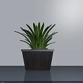 Green Leafy Potted Plant In Dark Wooden Square Pot Against Light Wall With Shiny Floor