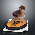 Small Brown Water Bird Model Standing On Orange Black Base With White Cloth