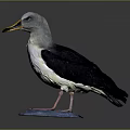 Seagull Specimen with Grey Head Yellow Beak Black Wings White Underbelly Standing on Blue Stone