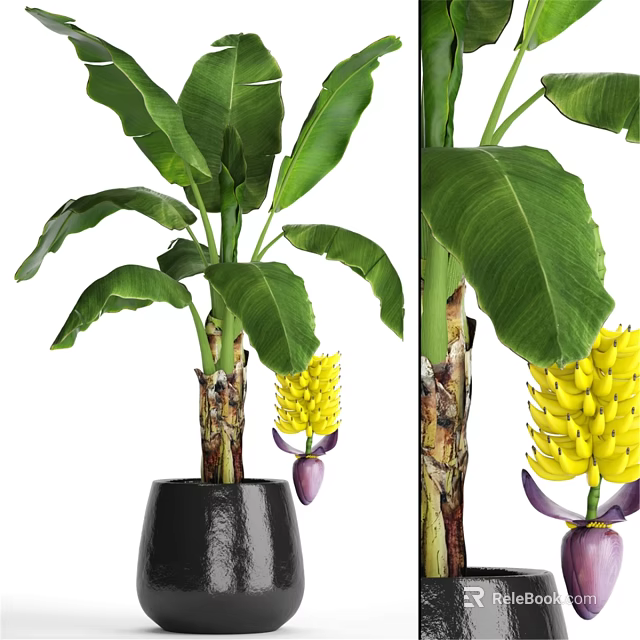 Ornamental Decor Set With Banana Plant Black Pot Green Leaves Yellow Flowers Purple Buds 3d model 