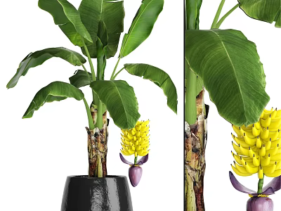 Ornamental Decor Set With Banana Plant Black Pot Green Leaves Yellow Flowers Purple Buds 3d model