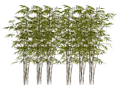 Lush Green Bamboo Plants With Tall Stems And Fresh Leaves In Natural Garden 3d model