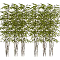 Lush Green Bamboo Plants With Tall Stems And Fresh Leaves In Natural Garden