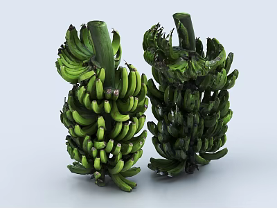 Two Bunches Of Fresh Green Bananas Placed On White Background For Fruit 3d model