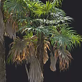 Tall Palm Trees With Green Leaves And Trunks On Black Background