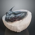 Ancient Trilobite Fossil With Preserved Organ Structure And Hair Like Details On Stone Base