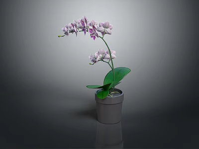 Orchid Plant with Purple Flowers and Green Leaves in Gray Pot on Dark Background 3d model