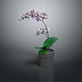 Orchid Plant with Purple Flowers and Green Leaves in Gray Pot on Dark Background
