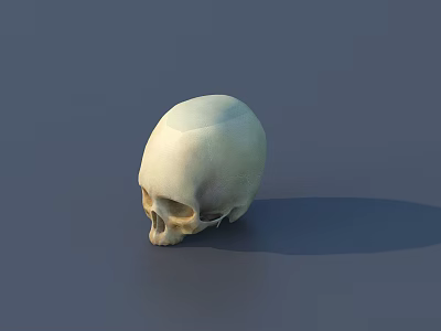 Professional Medical Device Anatomical Skull Model For Medical Education Training 3d model