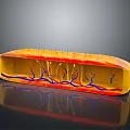 Skin Structure 3D Model Showing Yellow Outer Layer Red Blue Vessels And Hair Like Structures