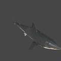 Realistic 3D Shark Model With Open Mouth Sharp Teeth And Gray Body 3d model