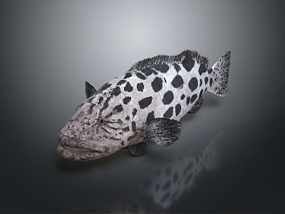 Spotted Fish With Black And White Spots Realistic Appearance On Dark Background 3d model