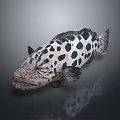 Spotted Fish With Black And White Spots Realistic Appearance On Dark Background