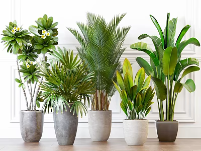 Indoor Potted Green Plants In Different Colored Textured Pots On Wooden Floor With White Wall 3d model