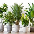 Indoor Potted Green Plants In Different Colored Textured Pots On Wooden Floor With White Wall