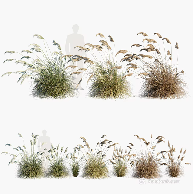 Various Types Of Ornamental Garden Grasses With Different Colors And Textures 3d model 