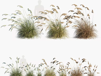 Various Types Of Ornamental Garden Grasses With Different Colors And Textures 3d model