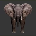 Realistic 3D Elephant Model With White Ivory Tusks On Dark Background 3d model