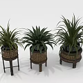 Three Potted Plants on Decorative Wooden Stands with Rattan Accents for Home Decor