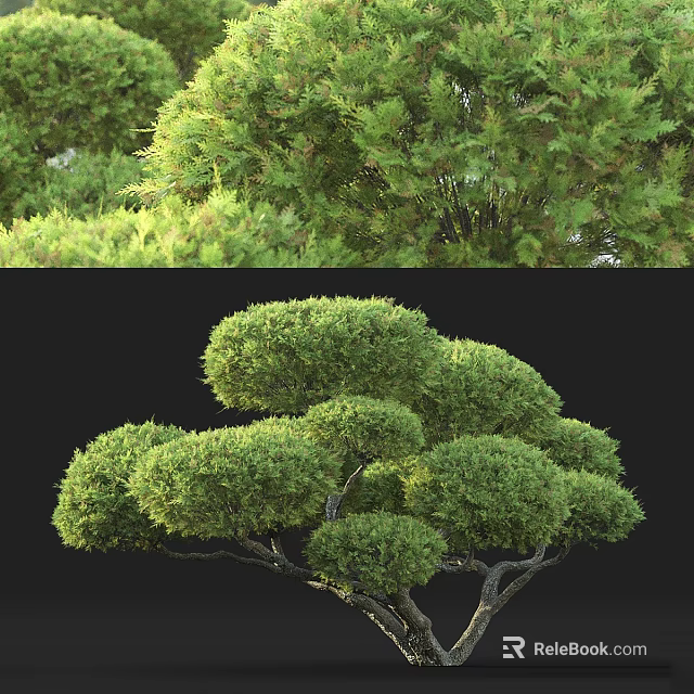 Lush Evergreen Arbor With Rounded Canopy And Dense Foliage In Natural Landscape 3d model 