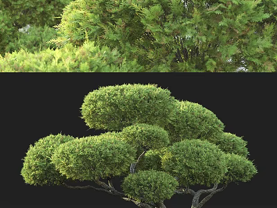 Lush Evergreen Arbor With Rounded Canopy And Dense Foliage In Natural Landscape 3d model