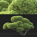 Lush Evergreen Arbor With Rounded Canopy And Dense Foliage In Natural Landscape