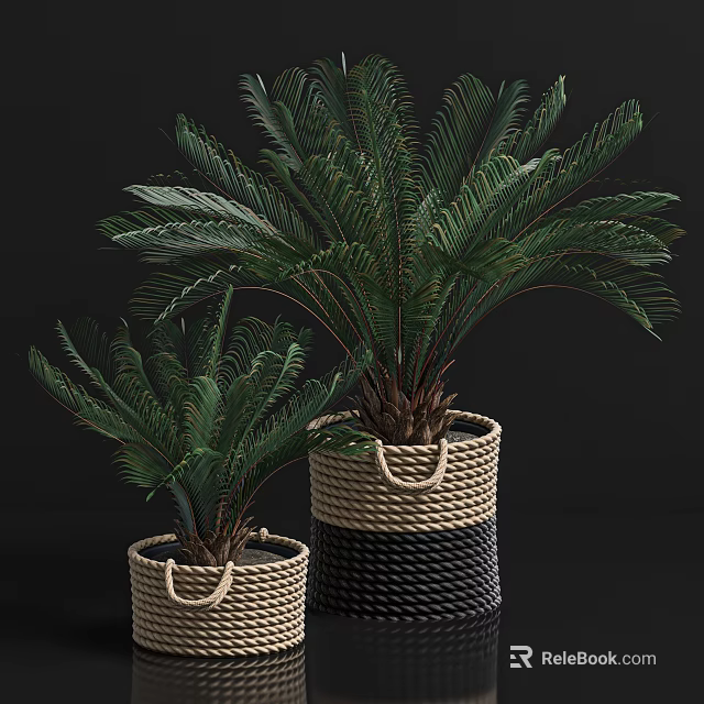 Bonsai Potted Plants in Wicker Baskets with Different Sizes and Green Feathery Leaves 3d model 