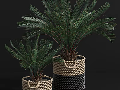 Bonsai Potted Plants in Wicker Baskets with Different Sizes and Green Feathery Leaves 3d model