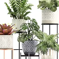 Various Green Potted Plants in Decorative Patterned Pots on Metal Stands