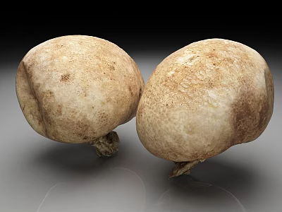 Two Fresh Round White Mushrooms With Brown Spots On Smooth Surface 3d model