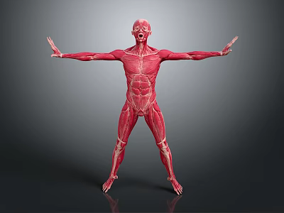Human Muscle Organ Anatomy 3D Model With Extended Arms And Detailed Body Muscles 3d model