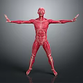 Human Muscle Organ Anatomy 3D Model With Extended Arms And Detailed Body Muscles
