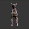 Hairless Pink And White Spotted Dog With Erect Ears Standing On Dark Reflective Floor