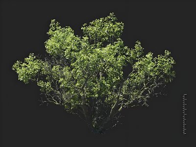 Lush Green Arbor With Dense Foliage And Strong Trunk Isolated On Black 3d model