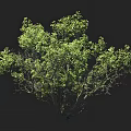 Lush Green Arbor With Dense Foliage And Strong Trunk Isolated On Black