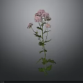 Pink Flowering Plant With Green Stem And Leaves On Gray Background