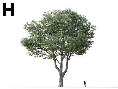Tall Tree With Lush Green Leaves And Brown Trunk Standing By Person 3d model