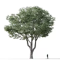 Tall Tree With Lush Green Leaves And Brown Trunk Standing By Person