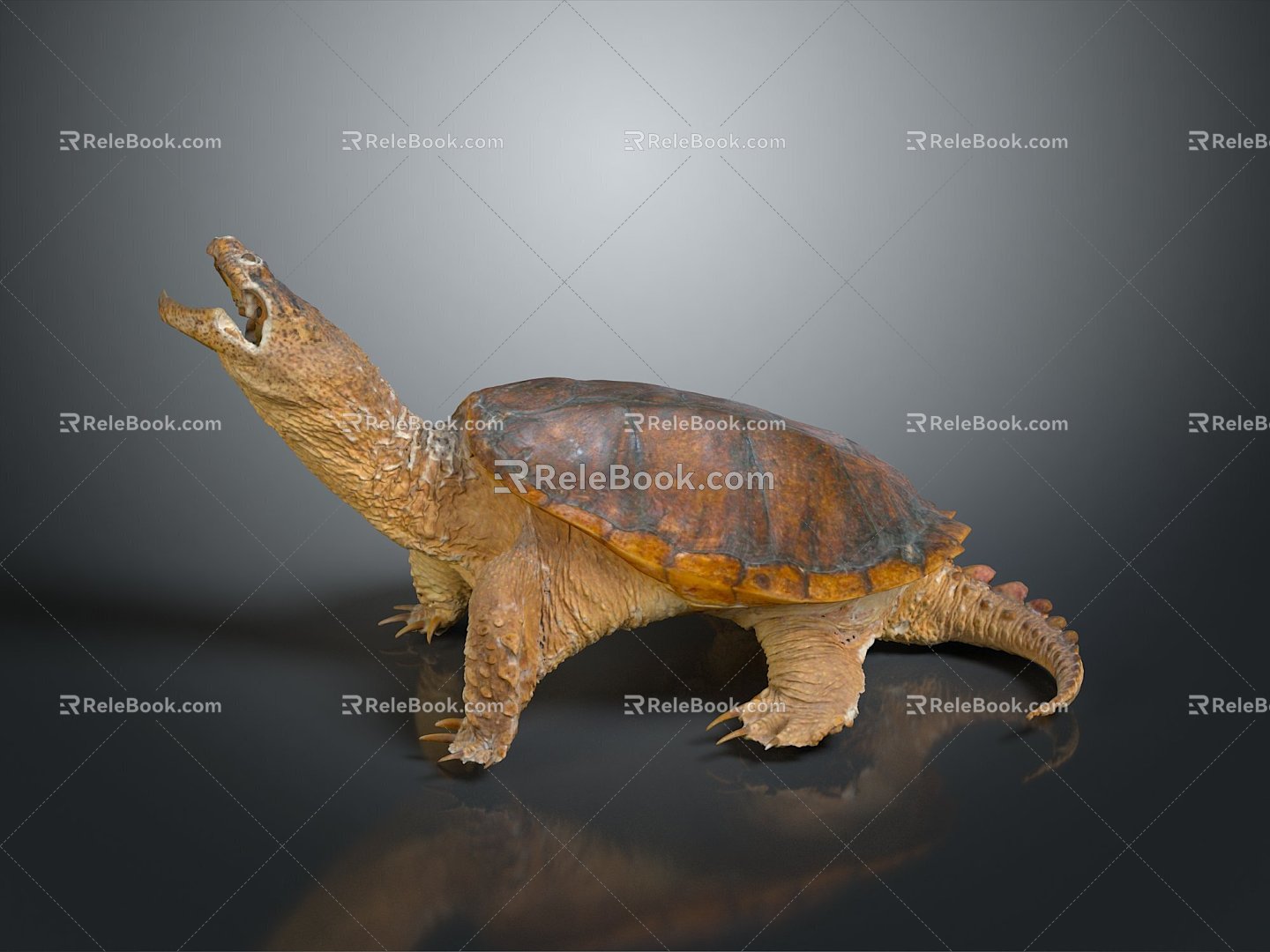 Turtle Turtle Cartoon Turtle Snapping Turtle Chickbill Turtle Reptile Cold Blooded Animal Reptile Reptile Class 3d model