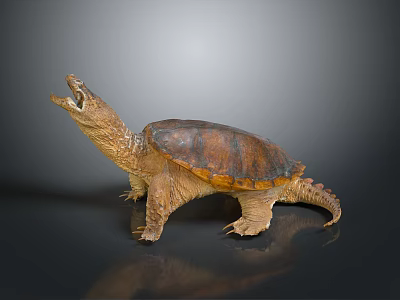 Reptile Turtle Standing Pose with Open Mouth Brown and Yellow Shell on Dark Surface Detailed 3d model