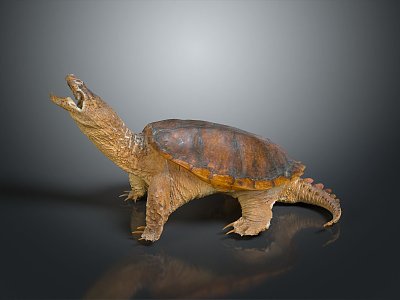 Turtle Cartoon Turtle Snapping Turtle Chickbill Turtle Reptile Cold Blooded Animal Reptile Class model