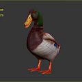 Colorful Mallard Duck With Green Head Yellow Beak And Orange Feet On Gray Background